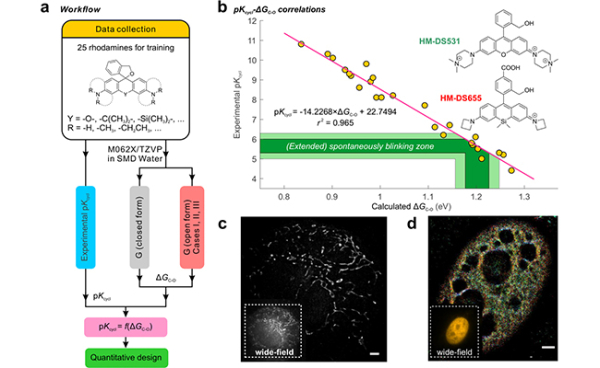 1597415997985687.jpg 大连化物所利用自由能差指导开发超分辨成像自闪荧光染料1.jpg