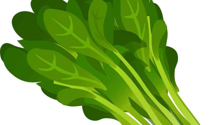 电池,菠菜催化剂,美国大学,燃料电池,碳基催化剂,金属空气电池