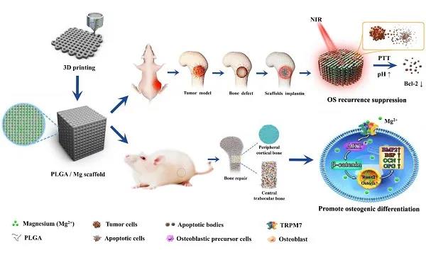 1625457947315226.jpg 骨肉瘤术后治疗及骨修复再生研究获进展.jpg