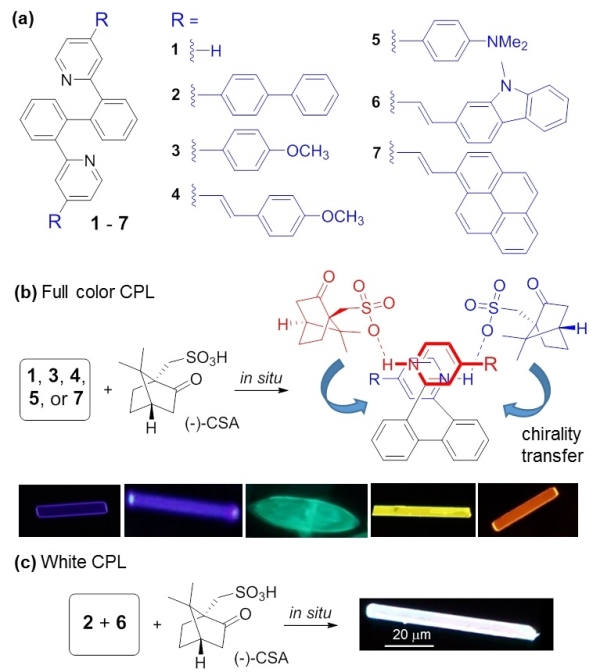 1625549947497660.jpg 化学所在圆偏振发光有机微纳结构研究中取得进展2.jpg