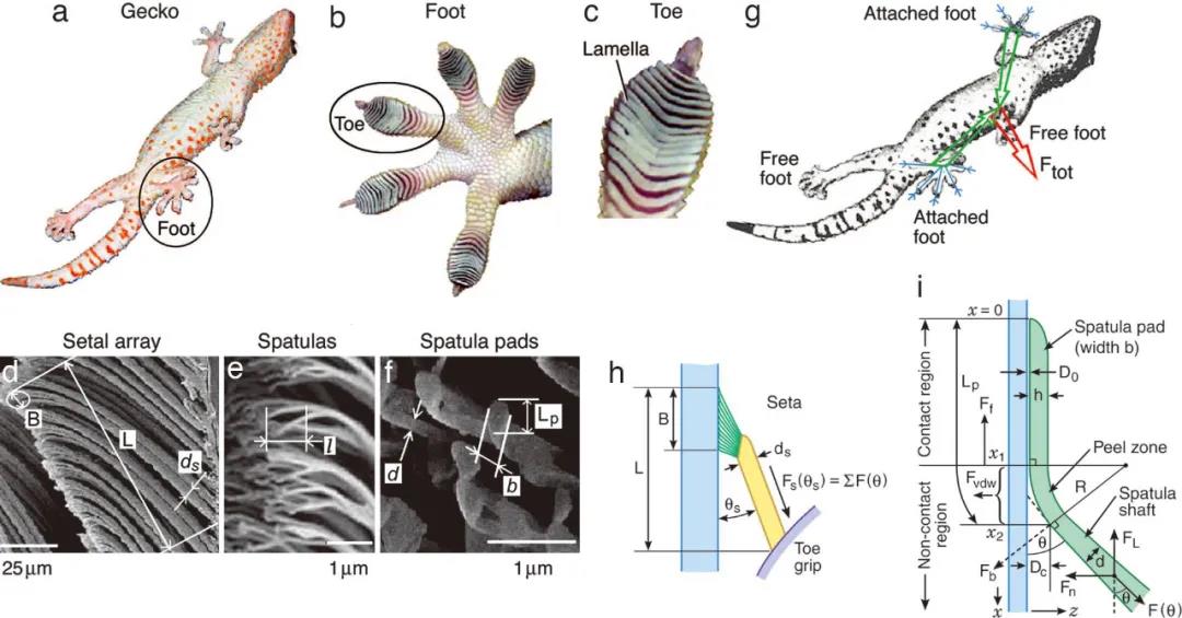 脚趾的机械形变在壁虎可逆黏附中的作用 脚趾的机械形变在壁虎可逆黏附中的作用