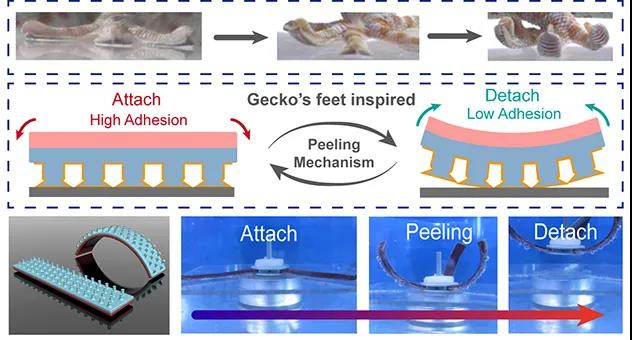 表面结构、界面化学、机械形变耦合设计水下黏附器件 表面结构、界面化学、机械形变耦合设计水下黏附器件