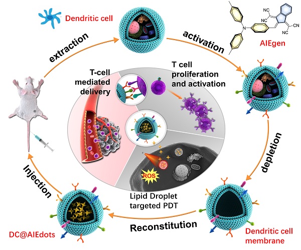 DC仿生聚集态纳米诊疗系统构建示意图