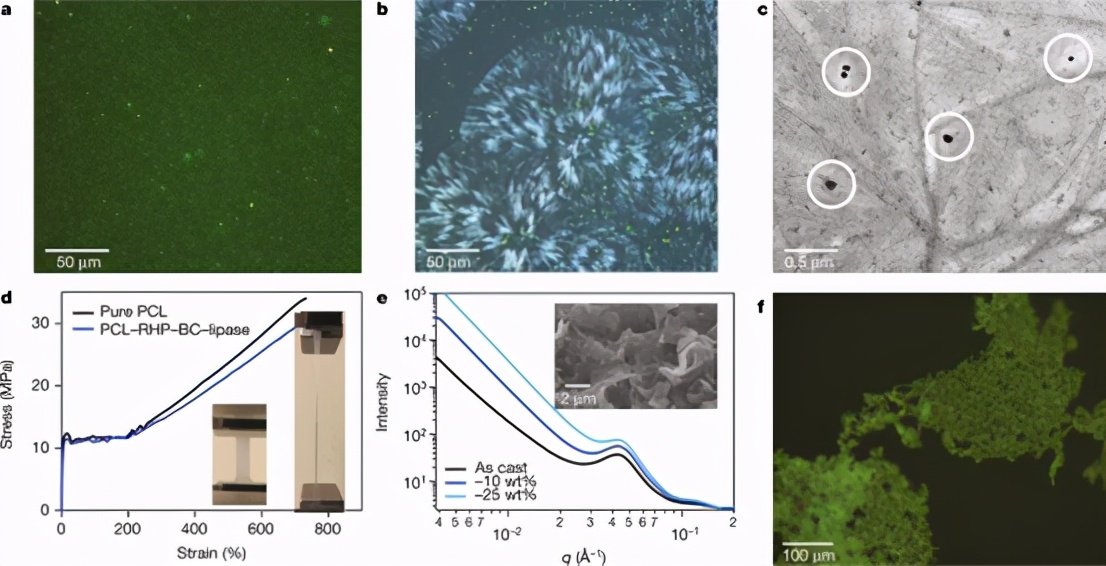 PCL-RHP-BC-脂肪酶的表征和降解