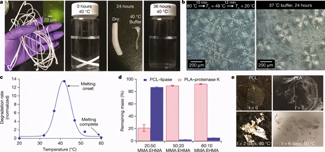 酶保护剂 (RHP) 与嵌入的酶相关联，以在熔体加工和热处理过程中保持活性以程序降解