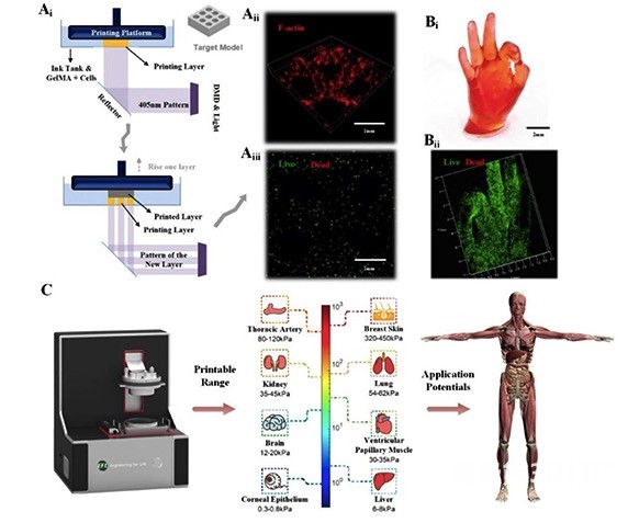 基于投影的3D生物打印过程中光固化强度可调水凝胶生物墨水的可打印性研究.jpg