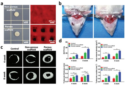 3D打印NIDN水凝胶多孔支架用于小鼠颅骨修复 3D打印NIDN水凝胶多孔支架用于小鼠颅骨修复