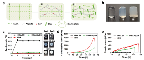 NIDN水凝胶的力学特性及内部交联机制分析 NIDN水凝胶的力学特性及内部交联机制分析