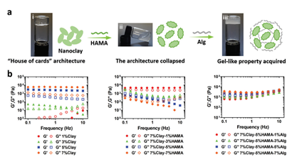 NIDN水凝胶生物墨水构建过程中的流变学变化 NIDN水凝胶生物墨水构建过程中的流变学变化