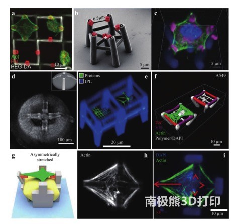 用于生物研究和应用的多材料 3D 微架构