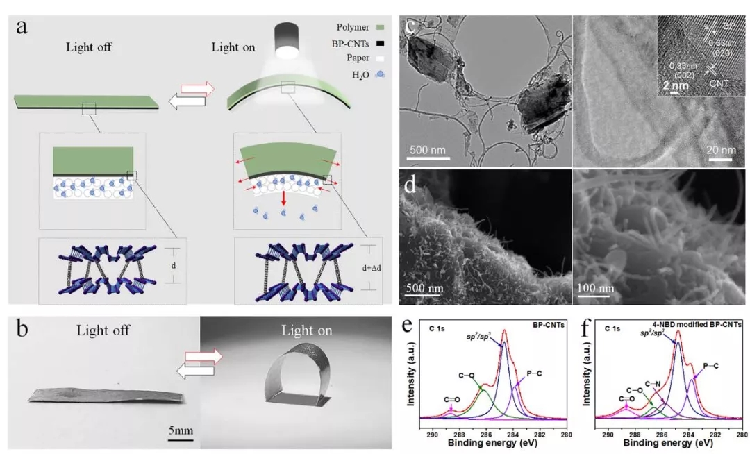 基于BP的光致动器及光驱动可逆变形的设计原理图、光学图像、形貌图和XPS图谱