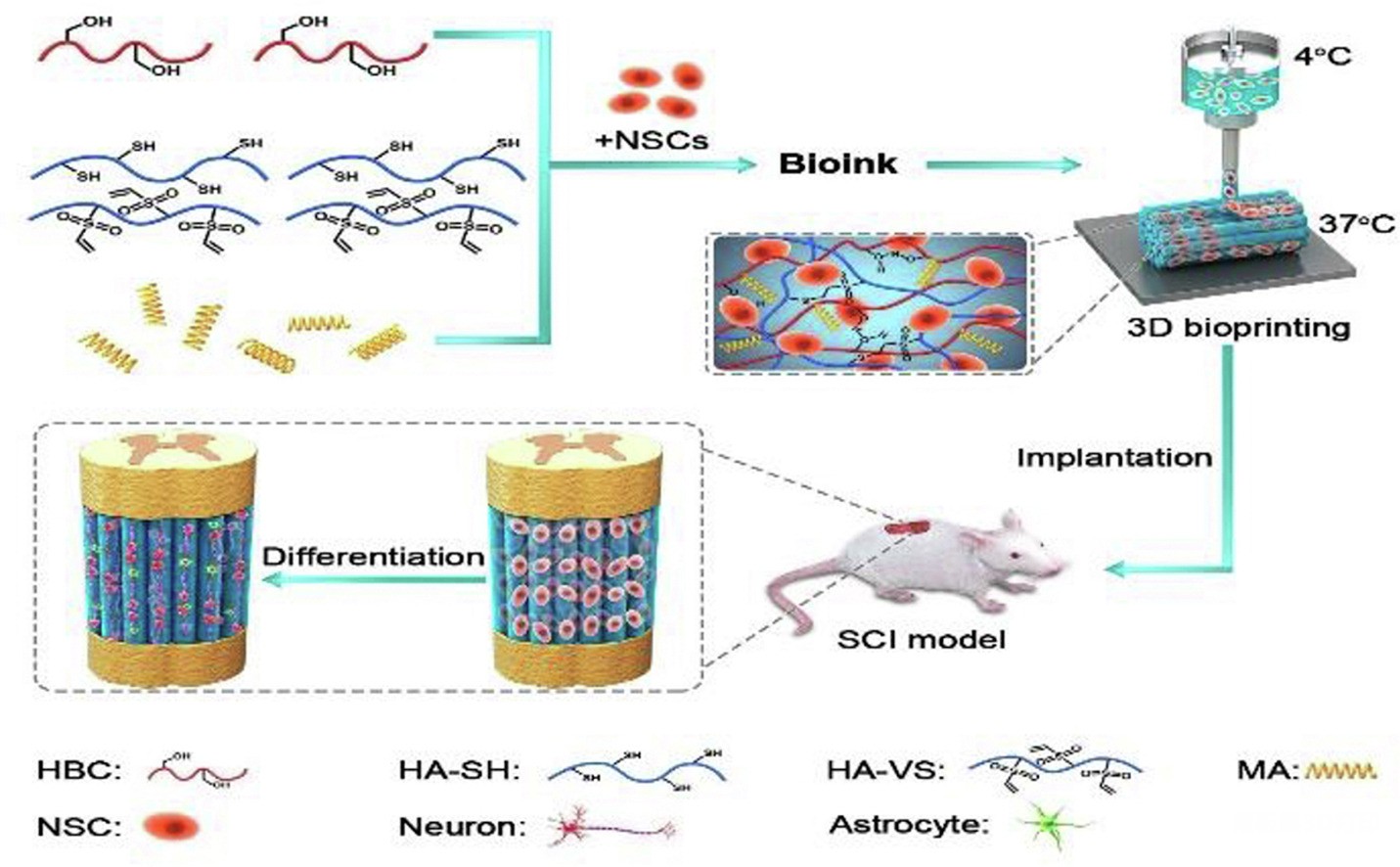科学家们的新型3D生物打印和植入过程