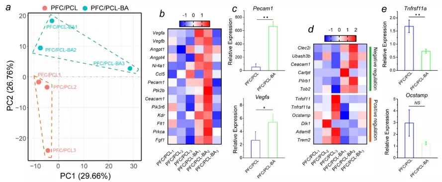 Bulk-RNA-Seq及RT-PCR进一步验证纤维支架调节血管化及破骨分化 Bulk-RNA-Seq及RT-PCR进一步验证纤维支架调节血管化及破骨分化
