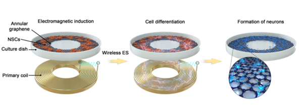 无线电刺激诱导神经干细胞分化为神经元的示意图 无线电刺激诱导神经干细胞分化为神经元的示意图