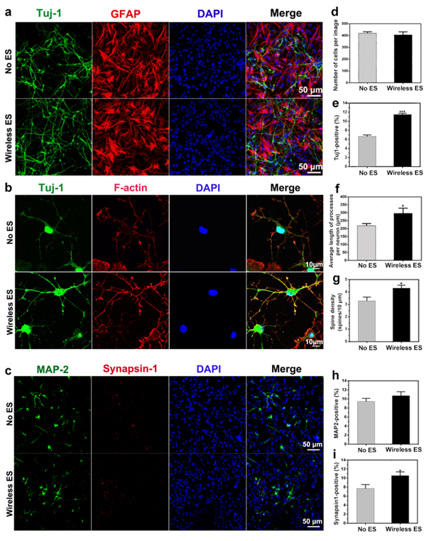 神经干细胞在环形石墨烯支架上分化7天后相关标记蛋白的表达情况
