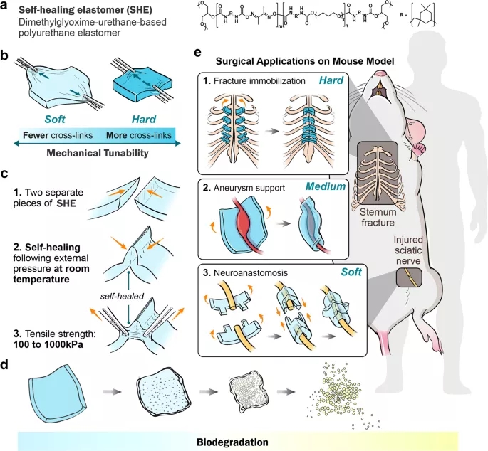 SHEs的化学结构式、可调节的力学和自愈合性能以及在体内生物医学应用的模式图
