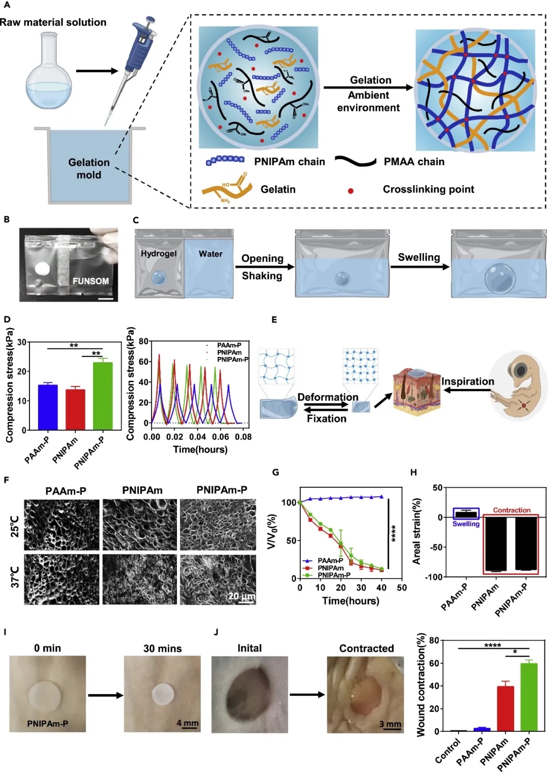 PNIPAm-P水凝胶的制备与表征 PNIPAm-P水凝胶的制备与表征
