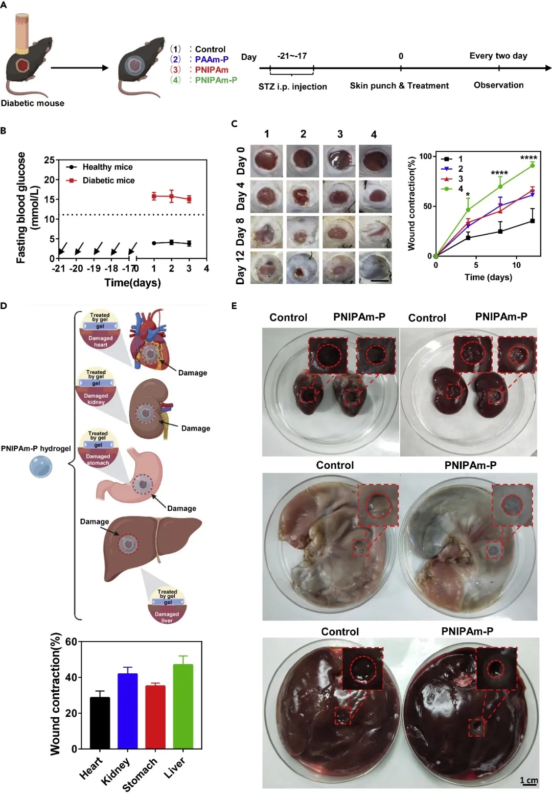 其他生物应用 其他生物应用