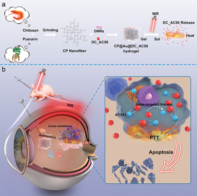 上海交大_硅酸盐所：壳聚糖 葛根素 金棒制备可注射抗菌水凝胶1.png