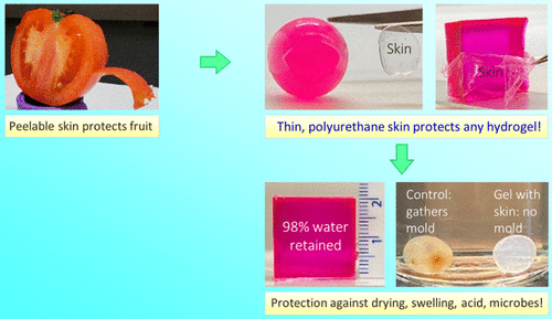 马里兰大学:一个简单的方法在任何水凝胶周围合成保护性“皮肤”