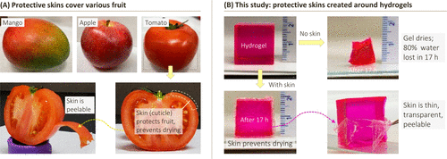 马里兰大学:一个简单的方法在任何水凝胶周围合成保护性“皮肤”