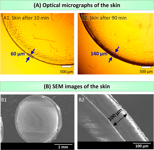 马里兰大学:一个简单的方法在任何水凝胶周围合成保护性“皮肤”