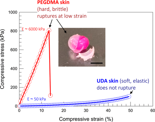 马里兰大学:一个简单的方法在任何水凝胶周围合成保护性“皮肤”