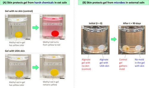 马里兰大学:一个简单的方法在任何水凝胶周围合成保护性“皮肤”