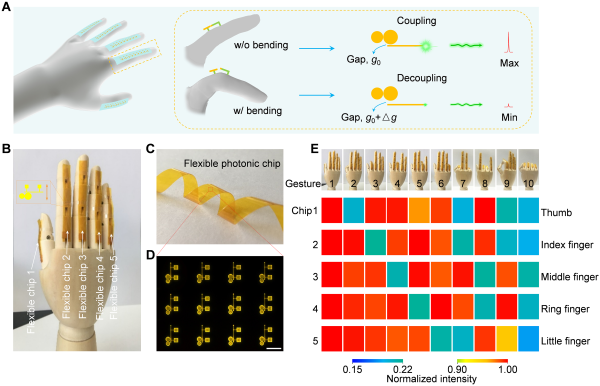 1628498892868346.png 化学所基于柔性有机微激光阵列实现光子皮肤功能2.png