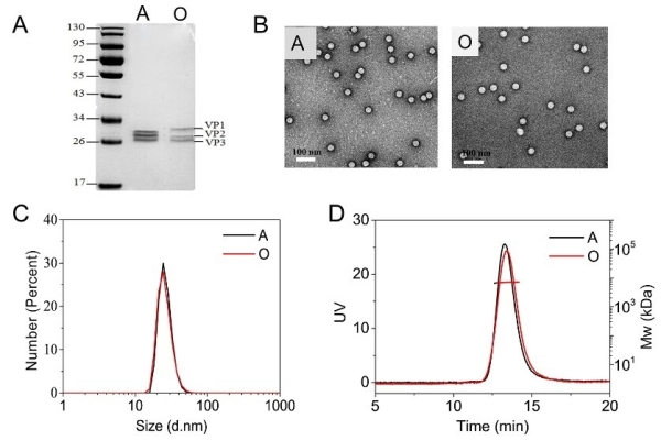 过程工程所提出多价灭活口蹄疫病毒疫苗抗原含量检测新策略