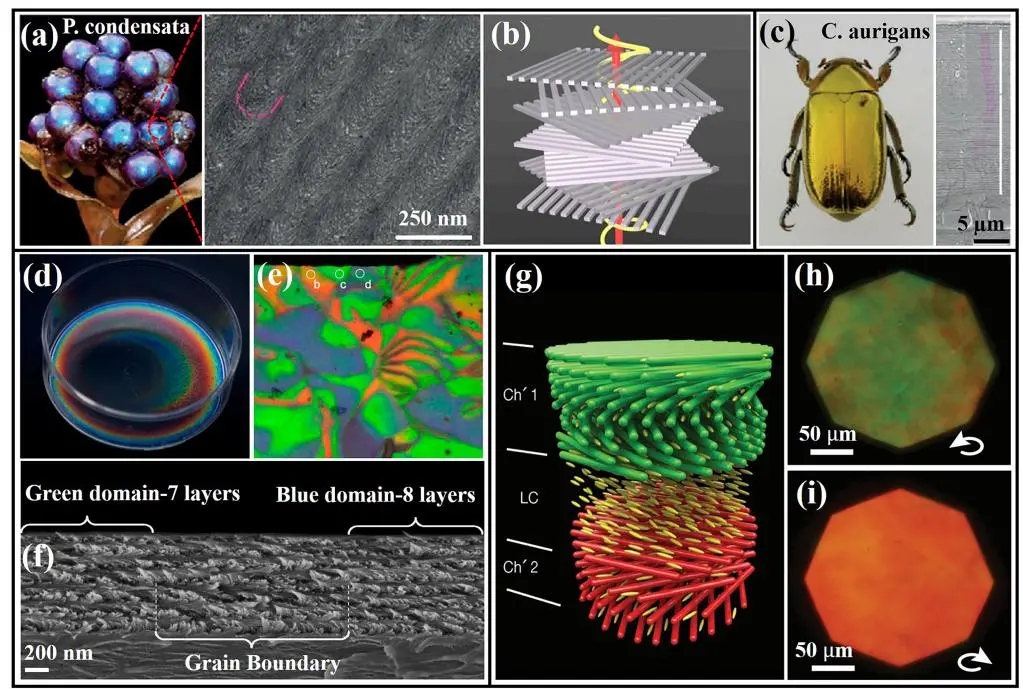 纳米纤维素功能材料在手性光子学领域的应用