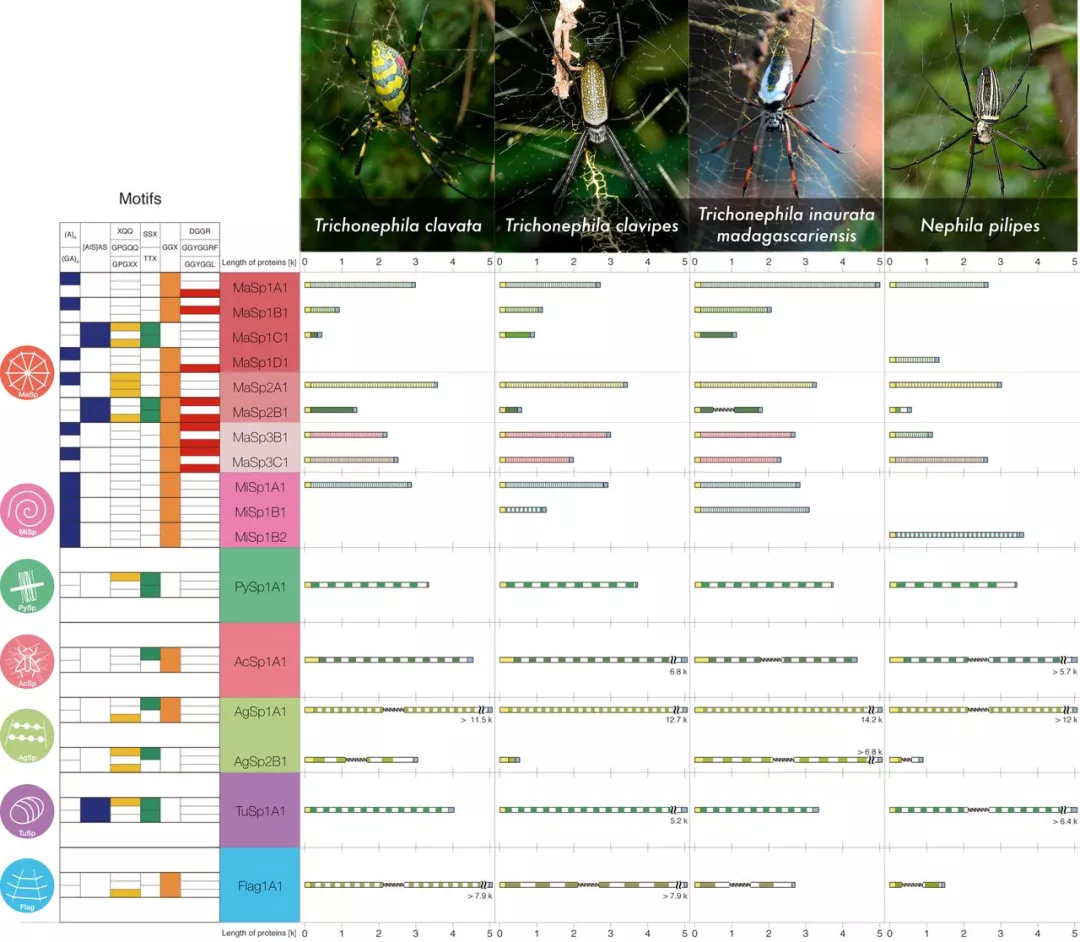 四种 Nephilinae 蜘蛛中的蜘蛛素目录 四种 Nephilinae 蜘蛛中的蜘蛛素目录