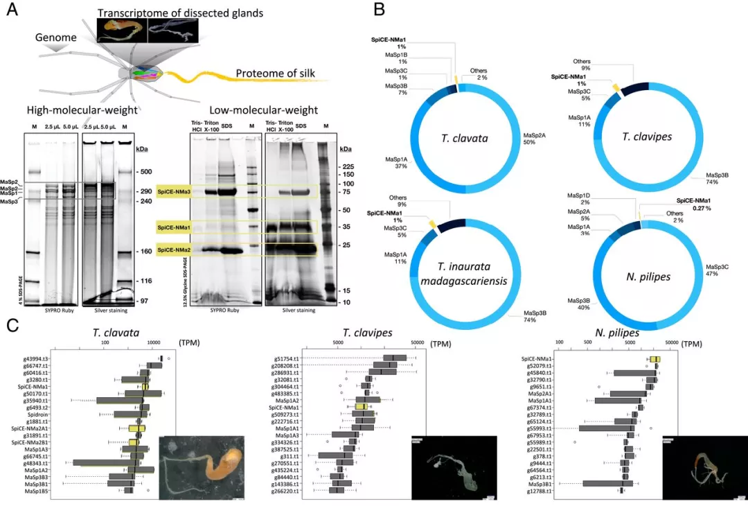 蛛丝和丝腺中spidroin和SpiCE的表达谱 蛛丝和丝腺中spidroin和SpiCE的表达谱