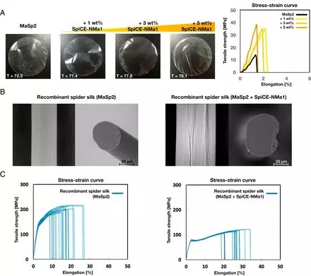 加入SpiCE蛋白的薄膜与丝的物理特性 加入SpiCE蛋白的薄膜与丝的物理特性