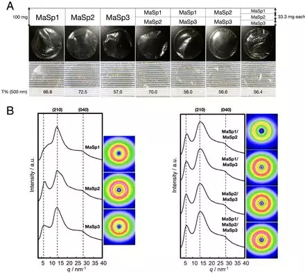 人造MaSp复合薄膜的物理特性 人造MaSp复合薄膜的物理特性
