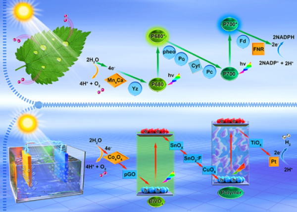 大连化物所李灿团队受自然光合作用Z机制的启发，实现了高效光电催化全分解水过程