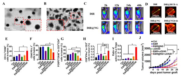 研究开发出纳米药物免疫联合疗法促使“冷”肿瘤转变为“热”肿瘤