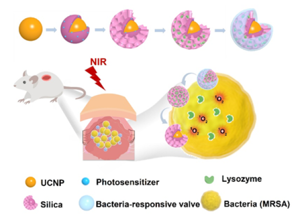 基于智能上转换纳米平台的溶菌酶-光动力协同抗深层组织耐药菌感染示意图 基于智能上转换纳米平台的溶菌酶-光动力协同抗深层组织耐药菌感染示意图