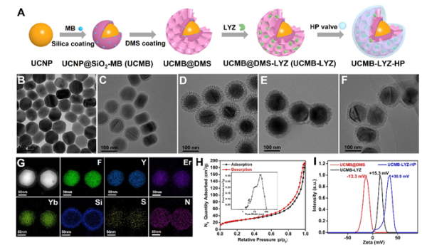 福建物构所提出溶菌酶-稀土上转换光动力治疗协同策略实现抗耐药菌感染 福建物构所提出溶菌酶-稀土上转换光动力治疗协同策略实现抗耐药菌感染