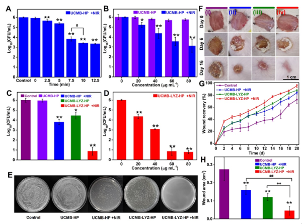 福建物构所提出溶菌酶-稀土上转换光动力治疗协同策略实现抗耐药菌感染 福建物构所提出溶菌酶-稀土上转换光动力治疗协同策略实现抗耐药菌感染