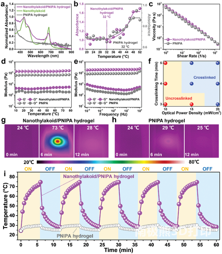 纳米类囊体/PNIPA水凝胶的材料特性和光热转换能力