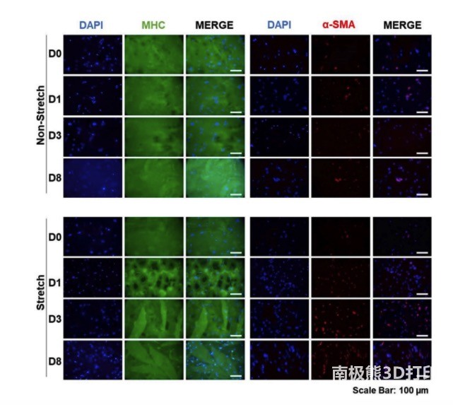 荧光染色结果分析 荧光染色结果分析