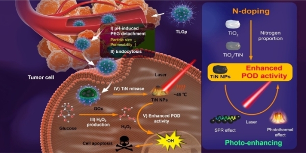 氮掺杂增强金属纳米材料生物活性用于肿瘤治疗 氮掺杂增强金属纳米材料生物活性用于肿瘤治疗