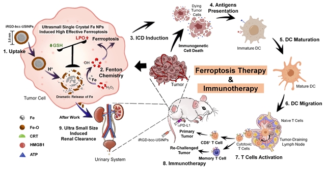 肾脏可清除的超小单晶铁纳米颗粒用于高效、可控的肿瘤铁死亡治疗和免疫治疗示意图