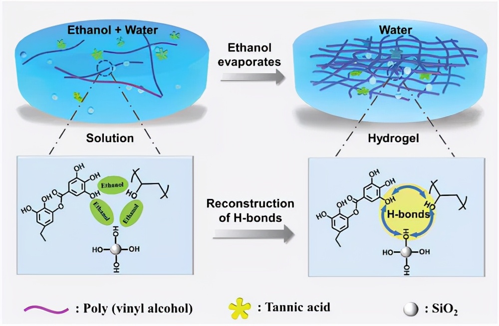 乙醇蒸发后 PVA 和 TA 氢键重构的示意图