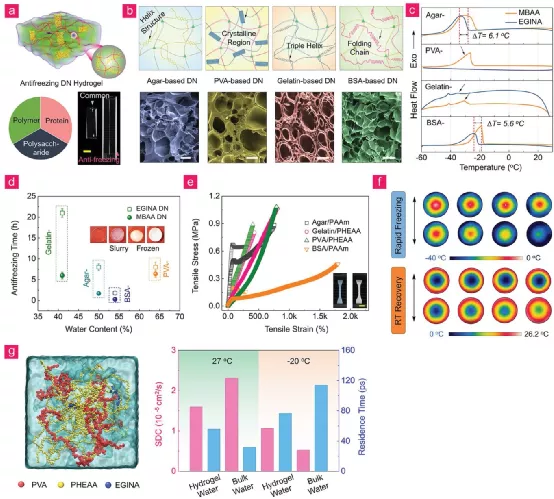 EGINA 交联 DN 水凝胶的防冻性能 EGINA 交联 DN 水凝胶的防冻性能