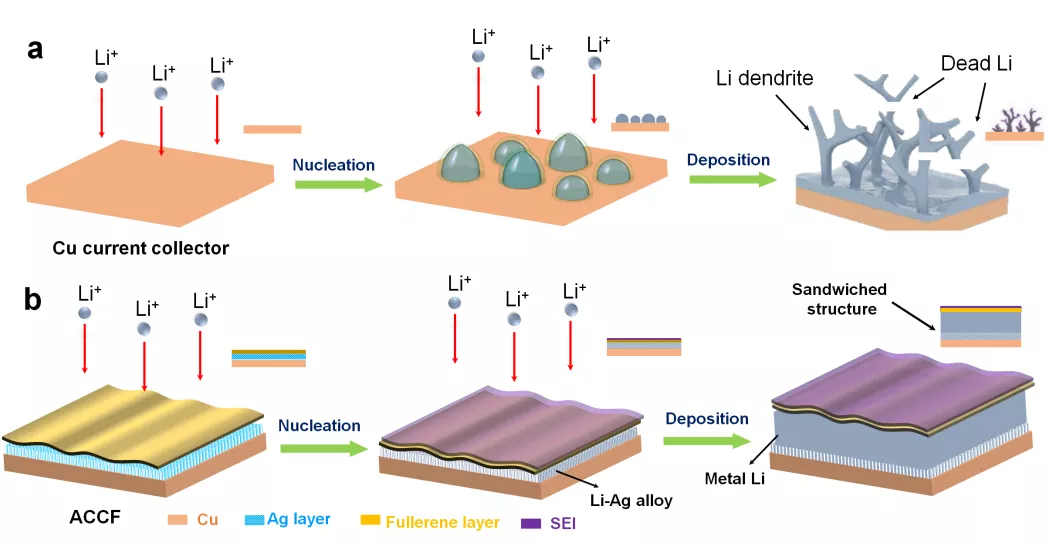 锂的成核和沉积行为示意图