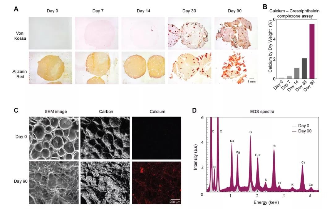3D生物打印支架的矿化基质