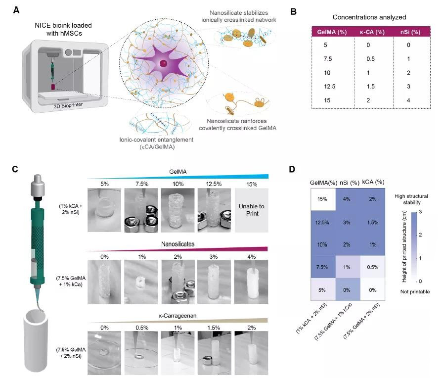 图1 NICE生物墨水设计和打印性能评估