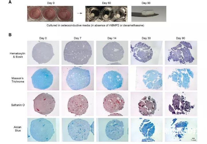 图4 3D生物打印支架的ECM重塑